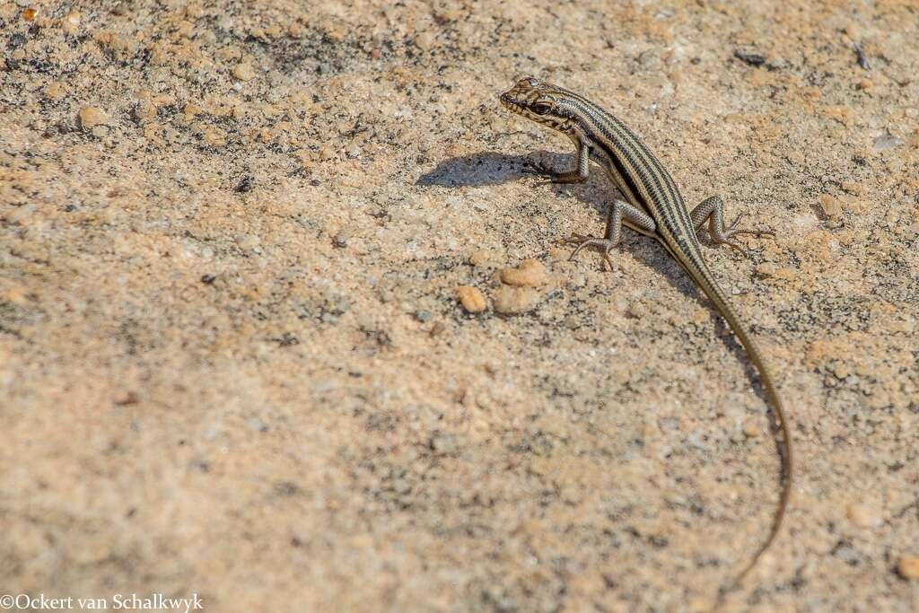 Image of Western Rock Skink