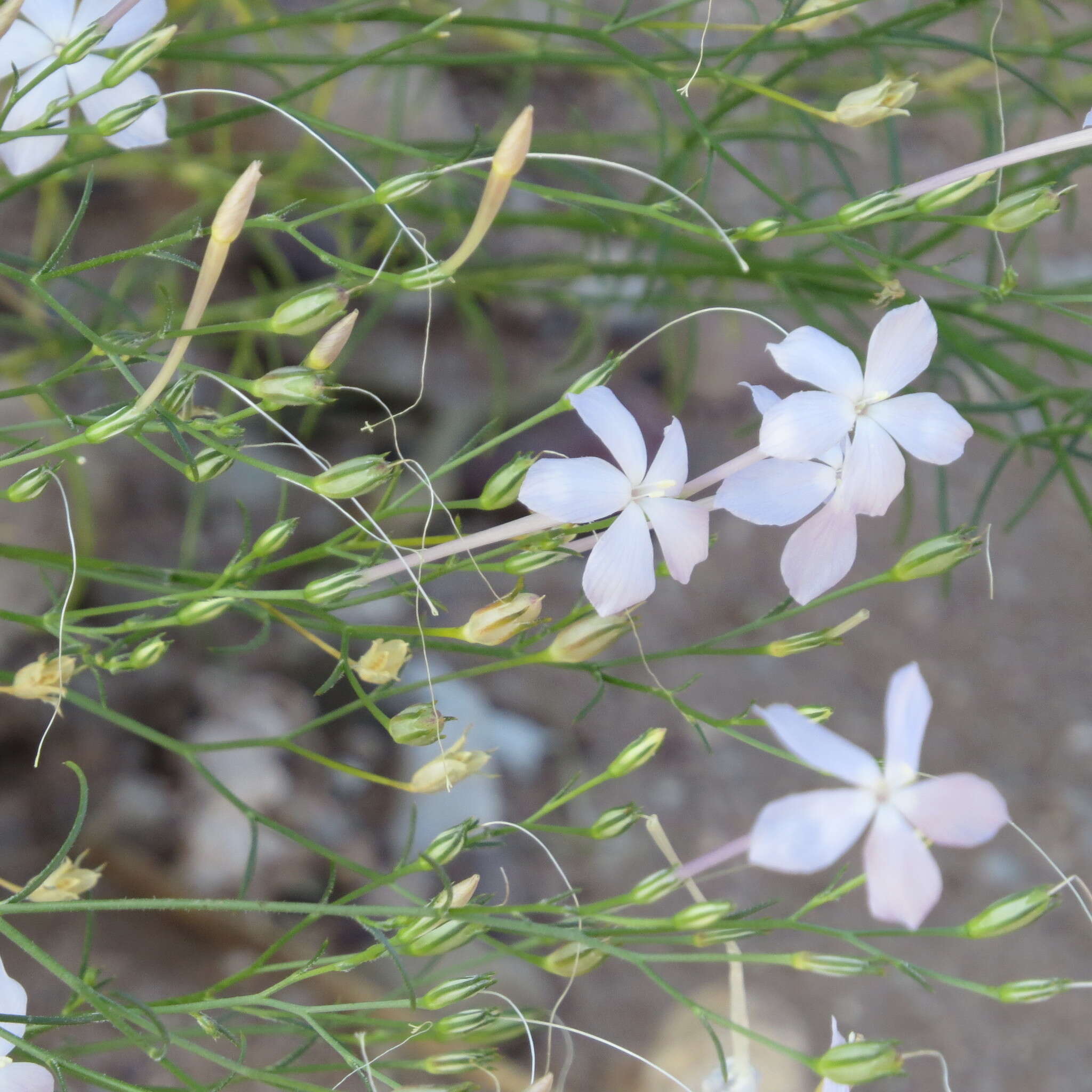 Image of whiteflower ipomopsis