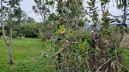 Imagem de Banisteriopsis latifolia (A. Juss.) B. Gates