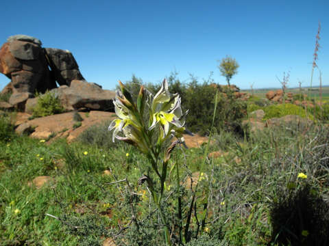 Image of Gladiolus scullyi Baker