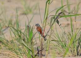 Image of Chestnut-bellied Seedeater