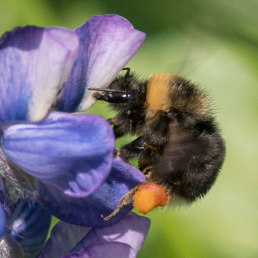 Слика од Bombus occidentalis occidentalis Greene 1858