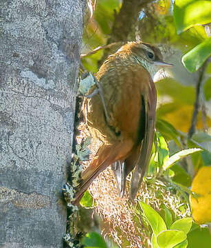 Margarornis rubiginosus Lawrence 1865的圖片