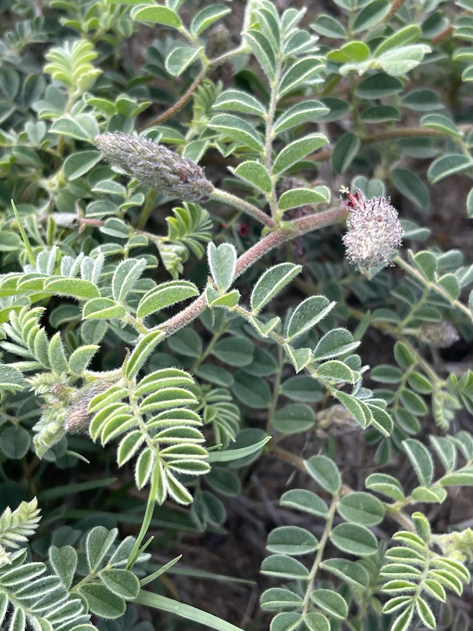 Imagem de Indigofera daleoides var. daleoides