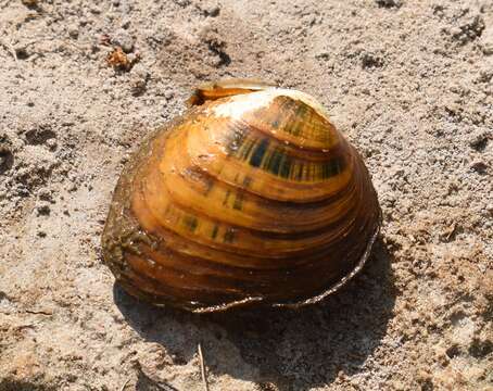 Image of Slabside Pearlymussel