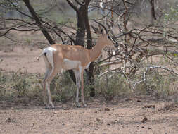 Image of Gazelle de Soemmerring