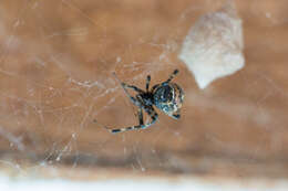 Image of Parasteatoda tabulata (Levi 1980)