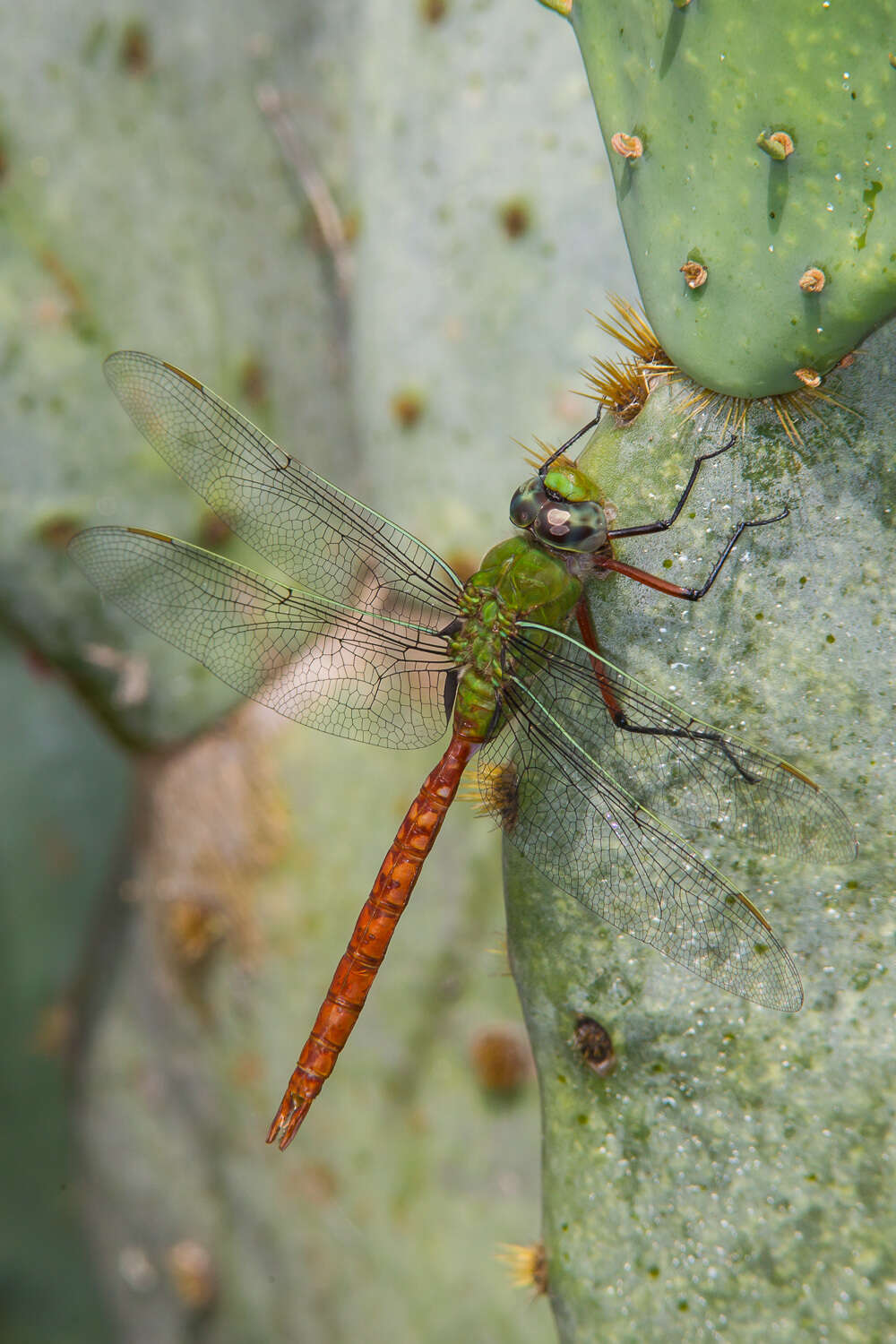 Image of Comet Darner