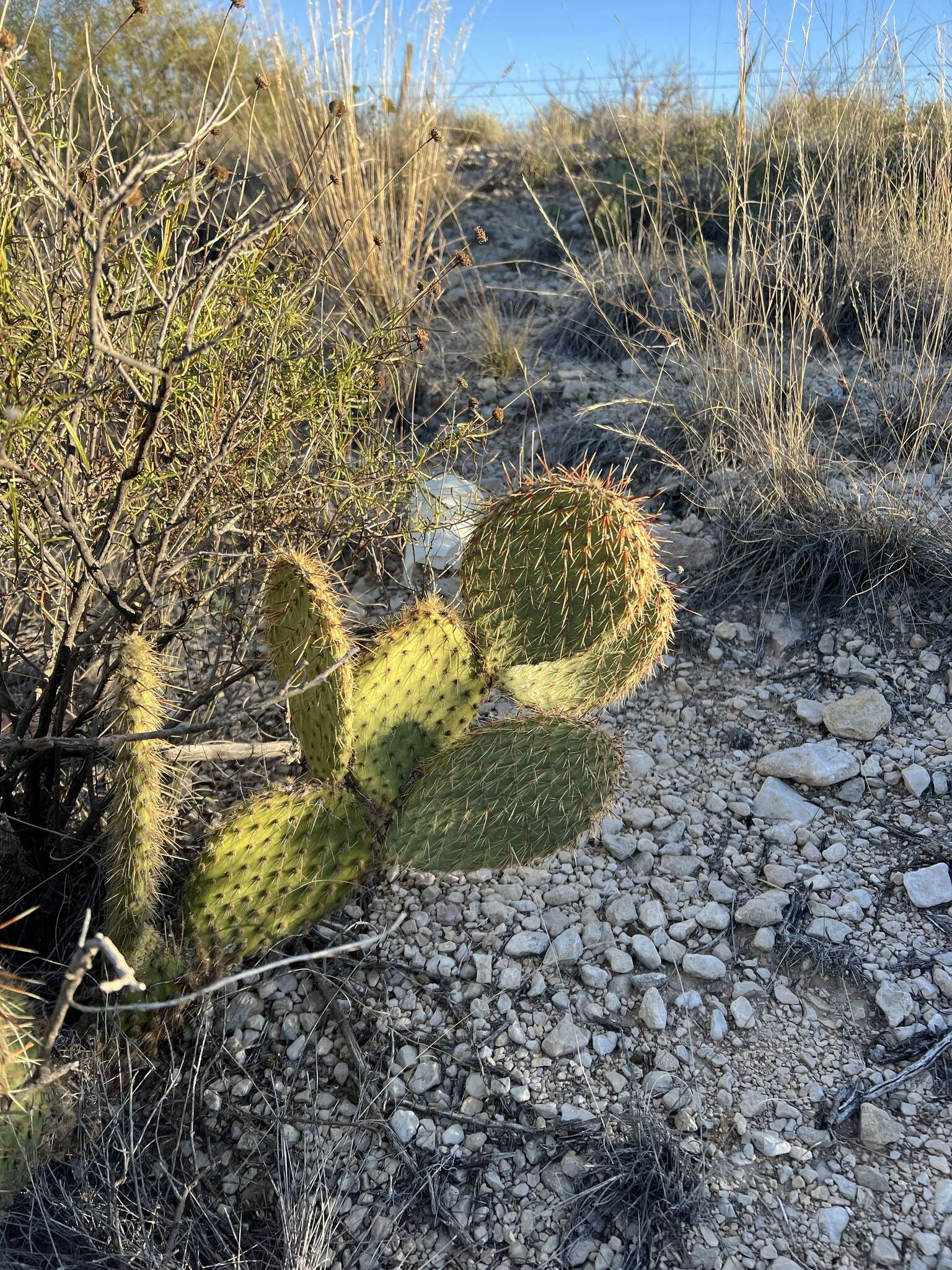 Opuntia strigil Engelm. resmi