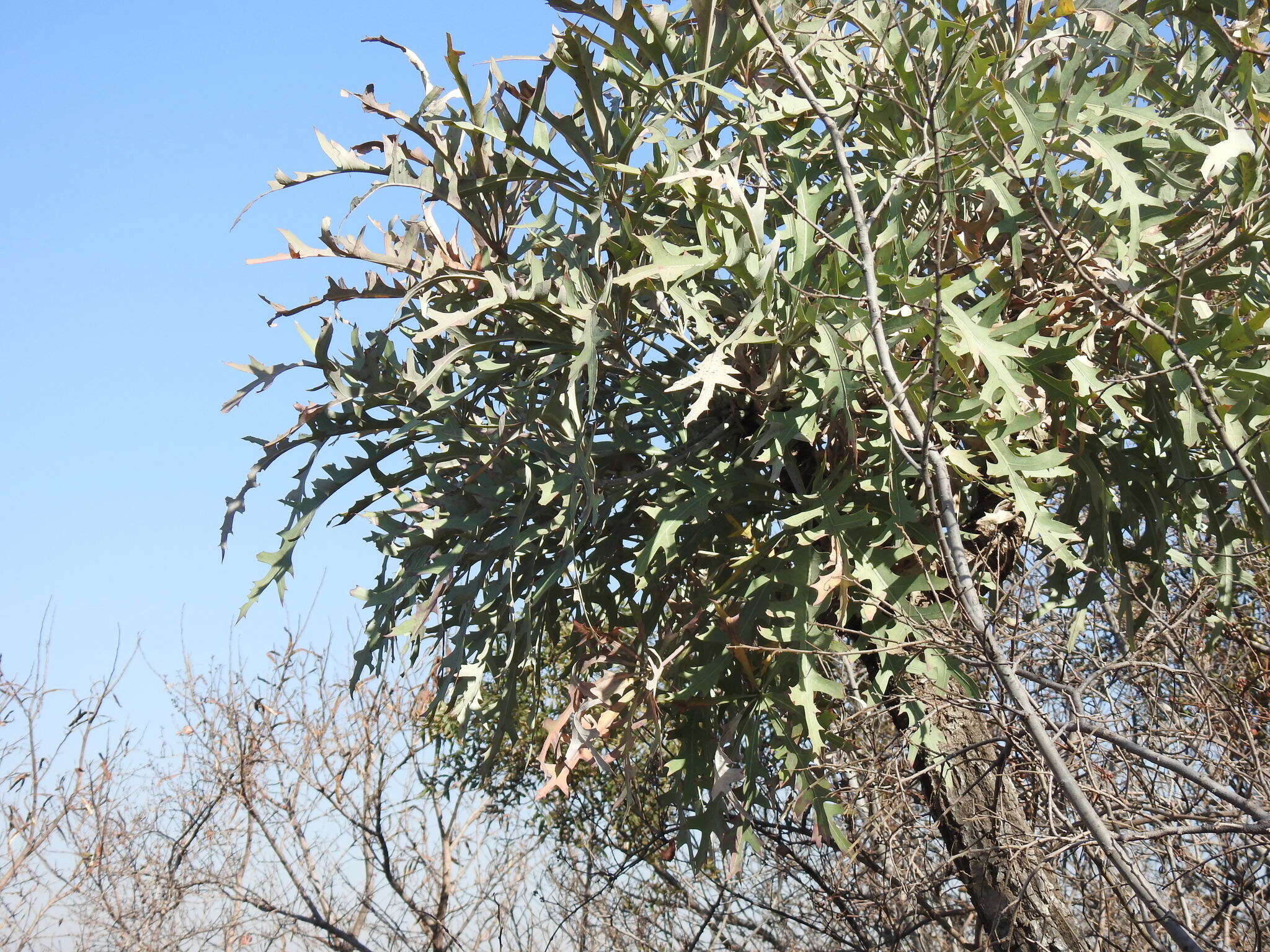 Image of Highveld Cabbage Tree