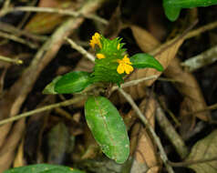 Imagem de Aphelandra ornata (Nees) T. Anders.