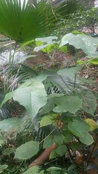 Image of parasol leaf tree