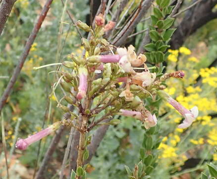 Imagem de Freylinia undulata (L. fil.) Benth.