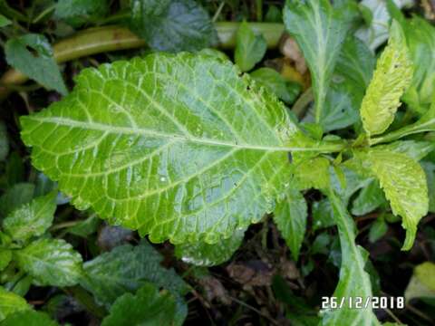 Sivun Salvia divinorum Epling & Játiva kuva