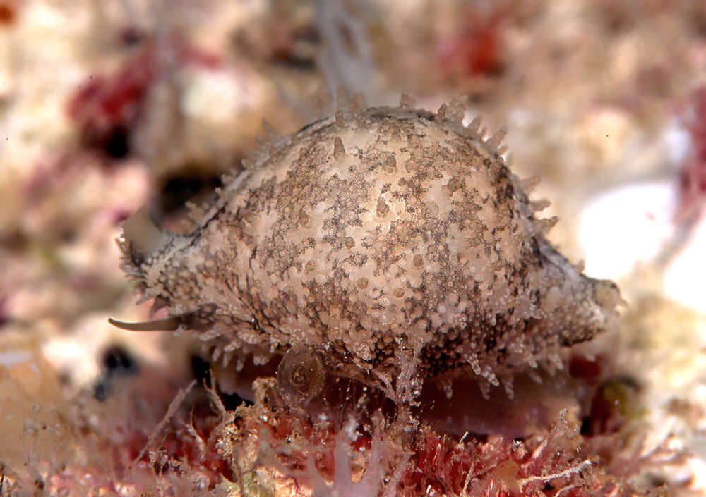 Image of chick-pea cowrie