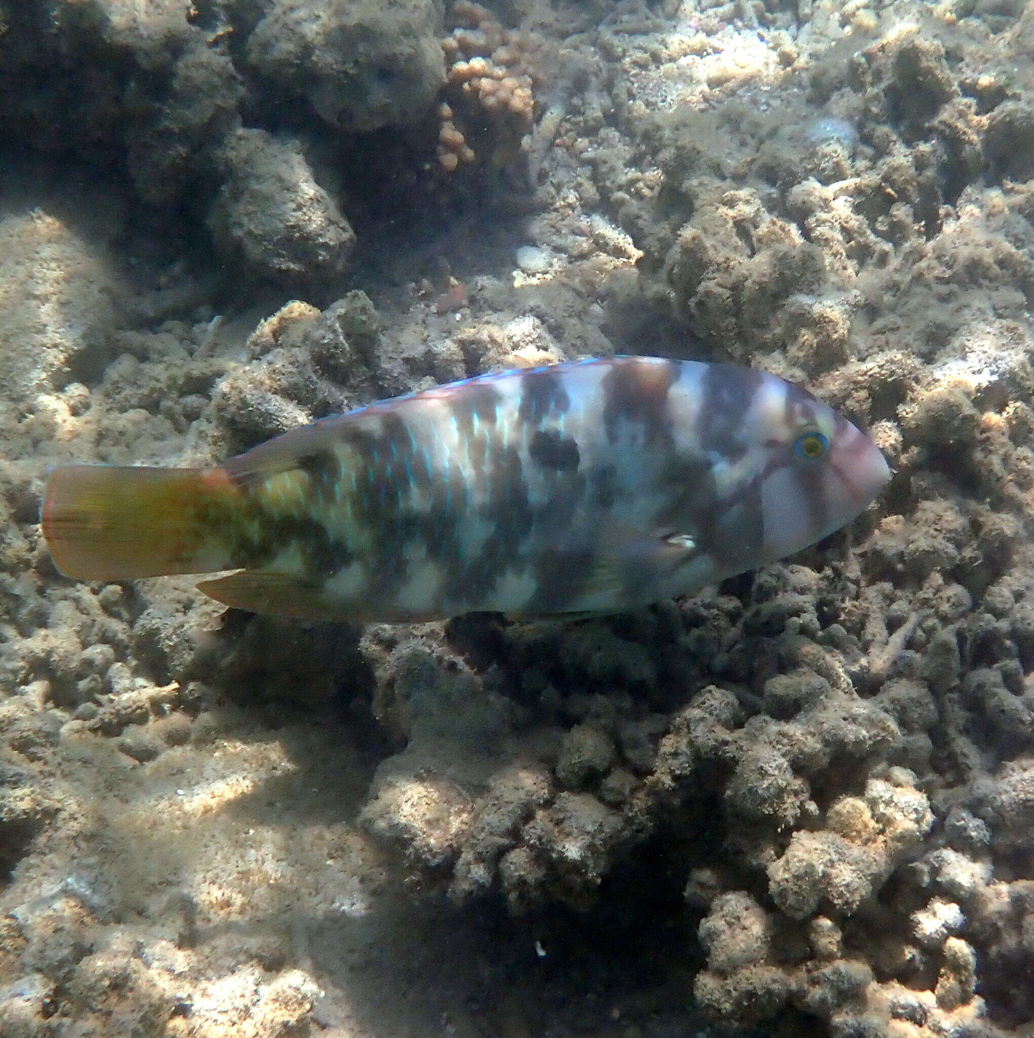 Image of Graphic tuskfish