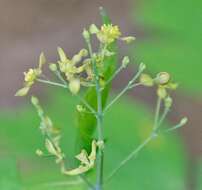 Image de Caulophyllum thalictroides (L.) Michx.