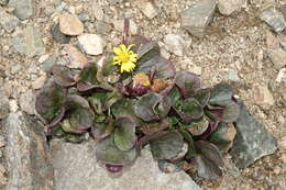 Image of Colorado ragwort