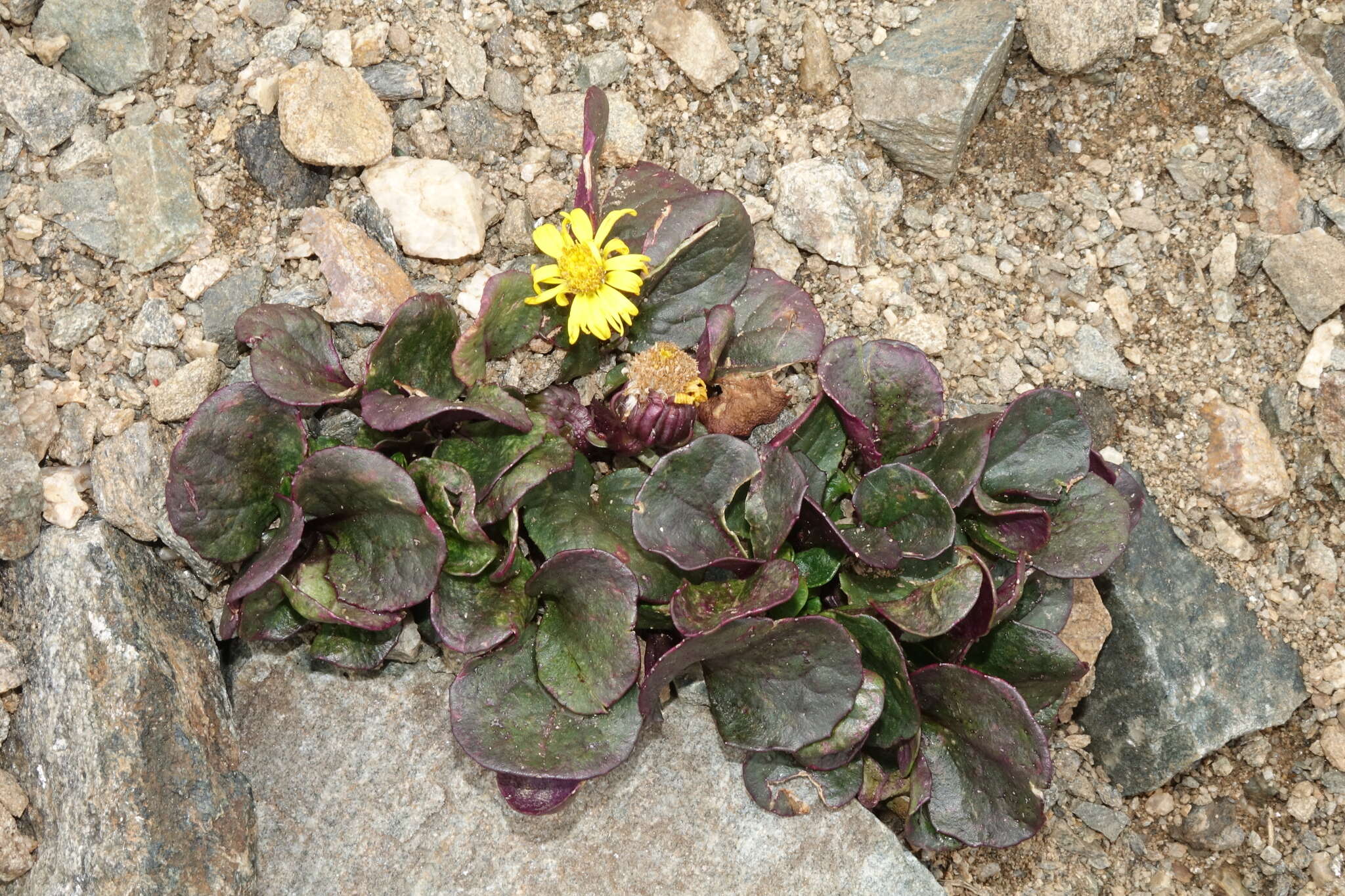 Image of Colorado ragwort