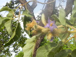 Image of Solanum lycocarpum A. St.-Hil.