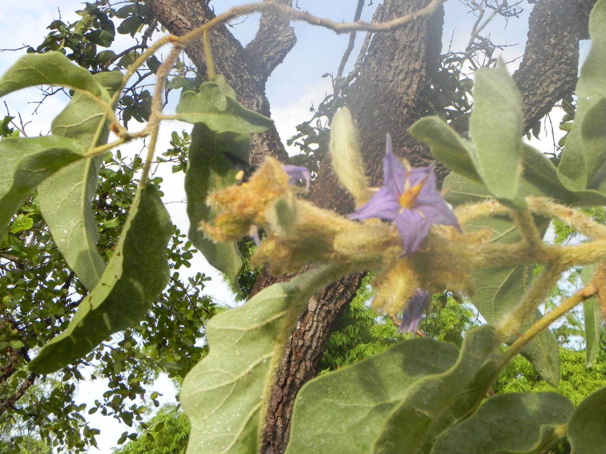 Image of Solanum lycocarpum A. St.-Hil.