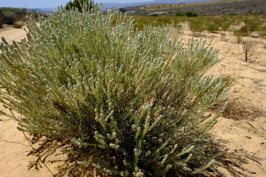 Image of Phylica hirta Pillans