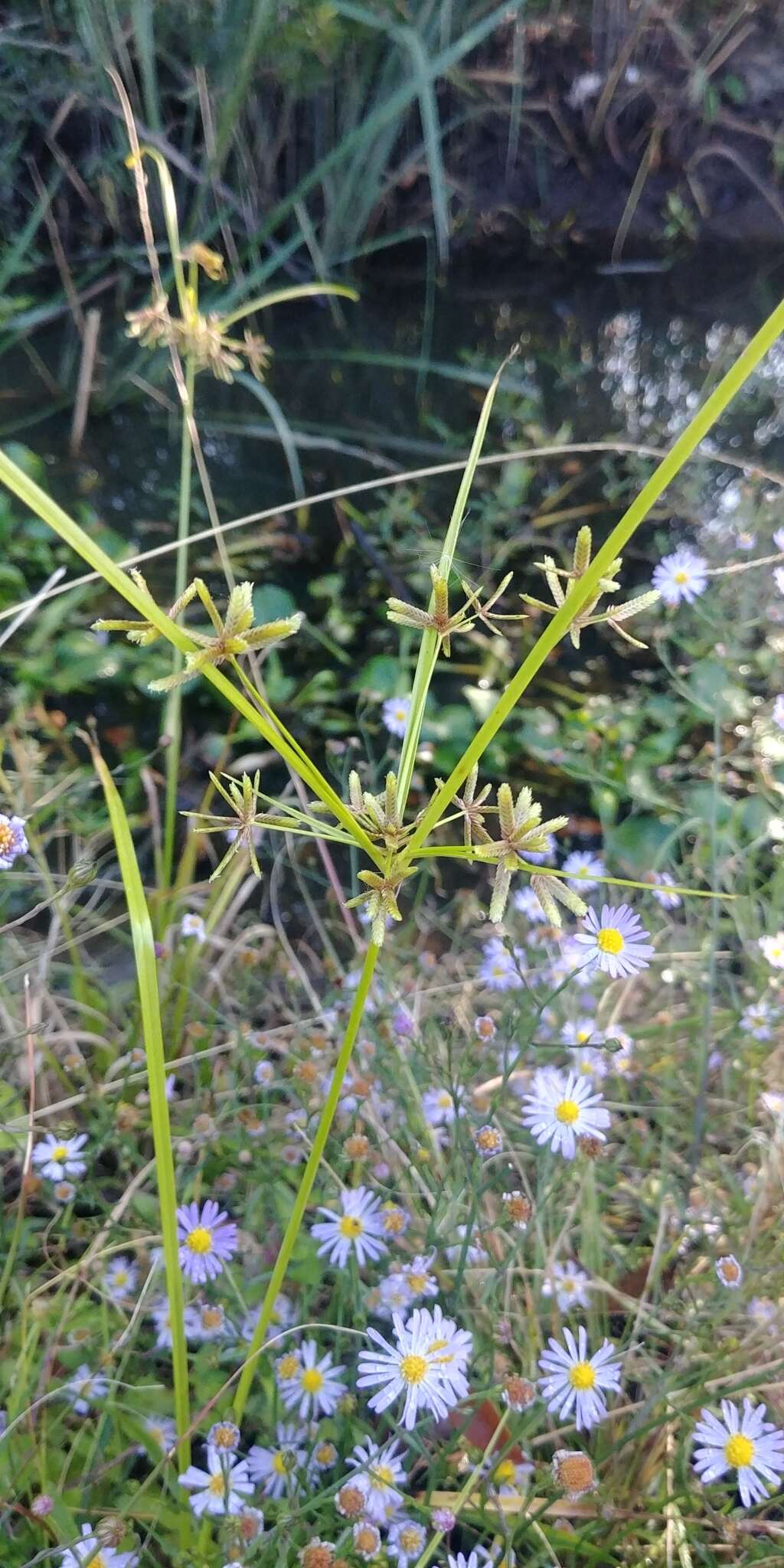 Image of Pond Flat Sedge