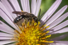 Lasioglossum fuscipenne (Smith 1853)的圖片