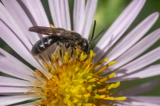 Lasioglossum fuscipenne (Smith 1853) resmi