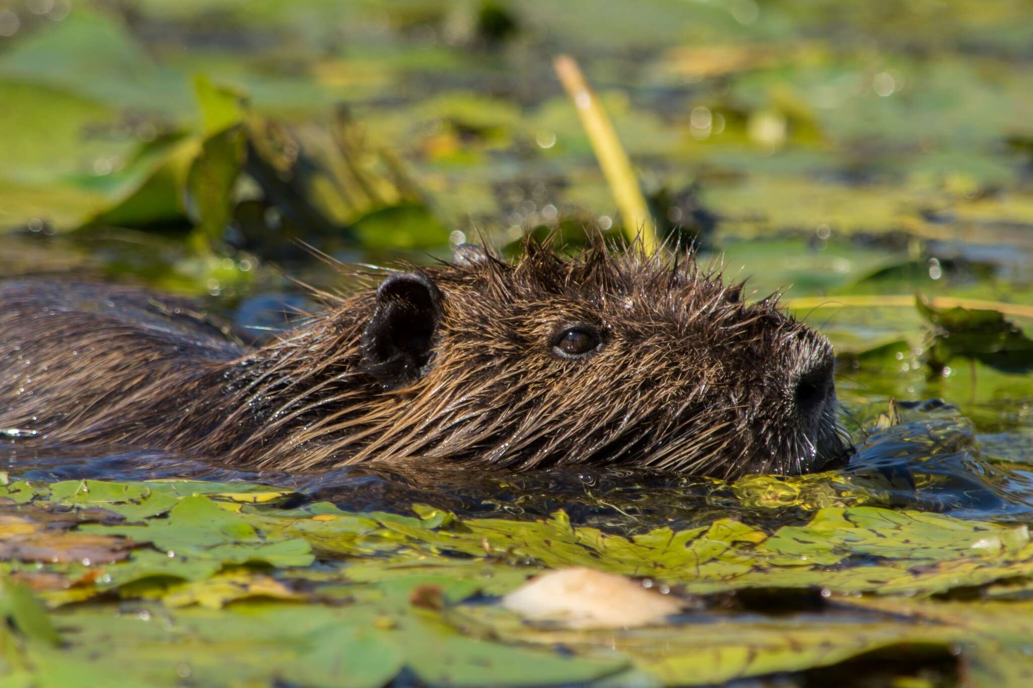 Image of Myocastor coypus coypus (Molina 1782)