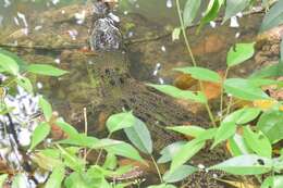 Image of Estuarine Crocodile