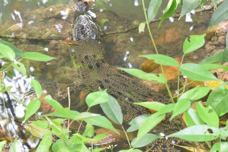 Image of Estuarine Crocodile