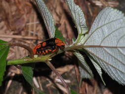 Image of Coilodera formosana (Moser 1910)