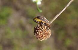 Imagem de Neolochmaea dilatipennis (Jacoby 1886)