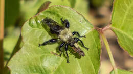 صورة Laphria flavicollis Say 1824