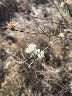 Image of naked buckwheat