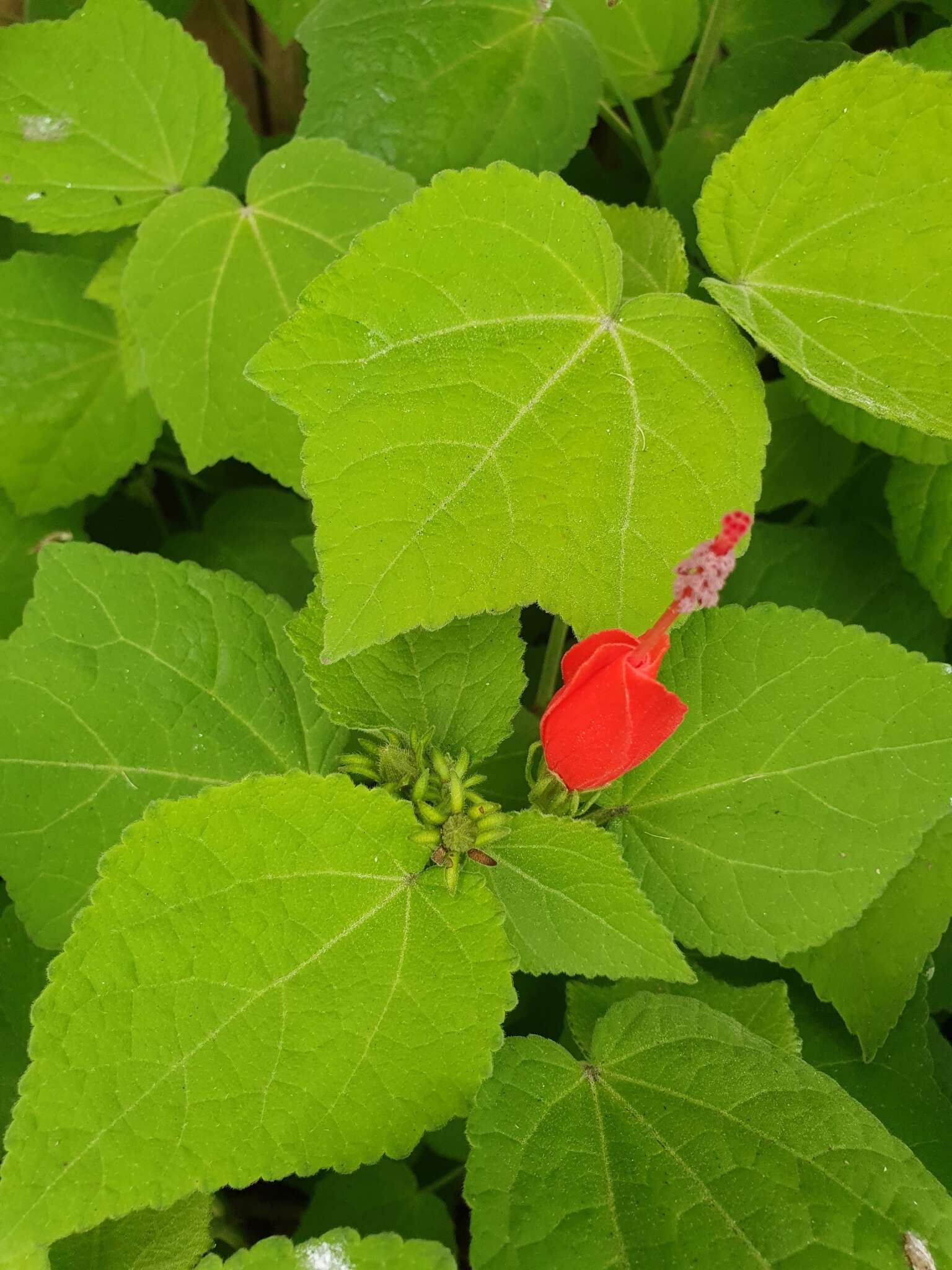 Image of wax mallow