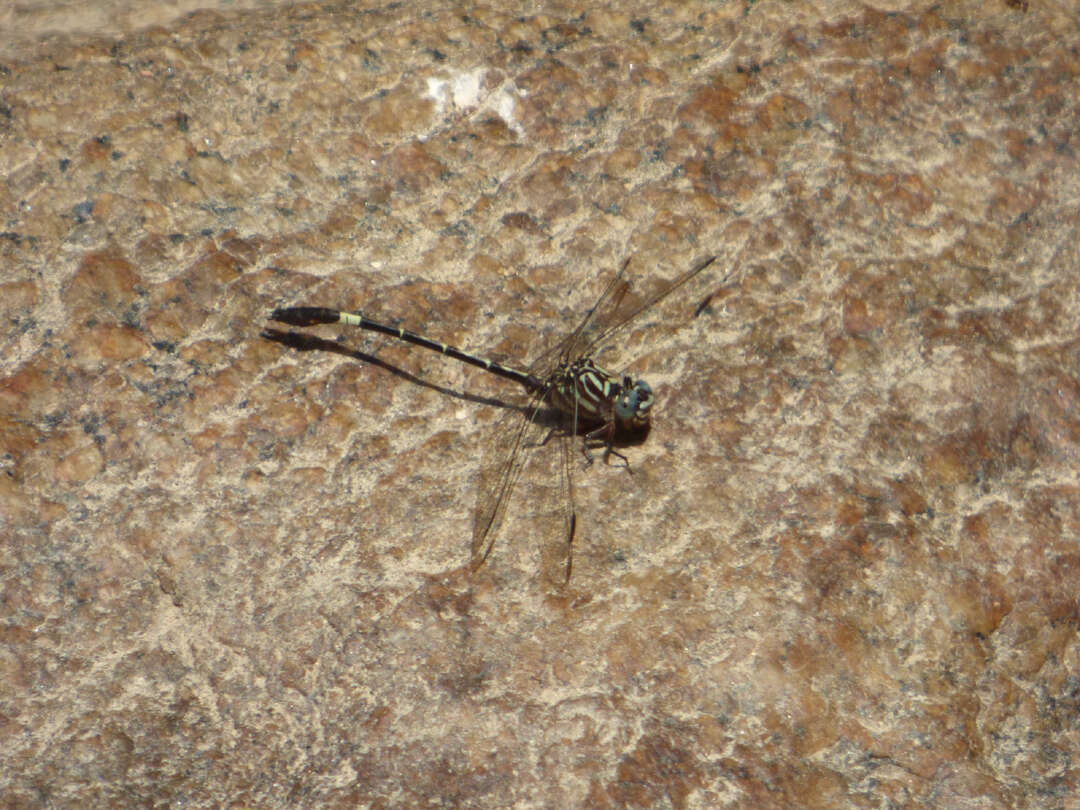 Sivun Progomphus clendoni Calvert 1905 kuva