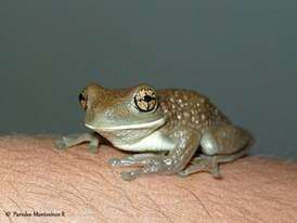 Image of Vermiculated Tree Frog
