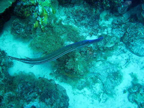 Image of Trumpetfish