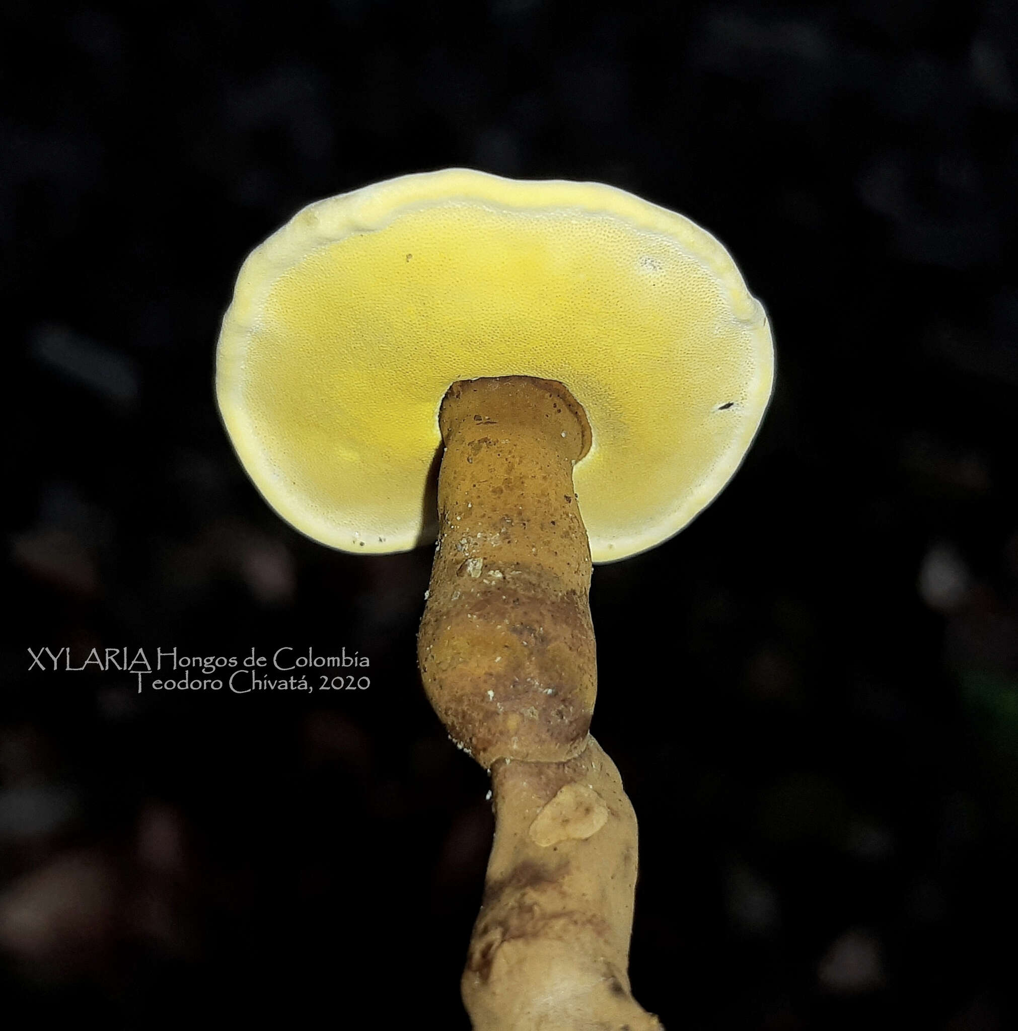 Image of Cristataspora flavipora (Murrill) Robledo, Costa-Rezende & de Madrignac Bonzi