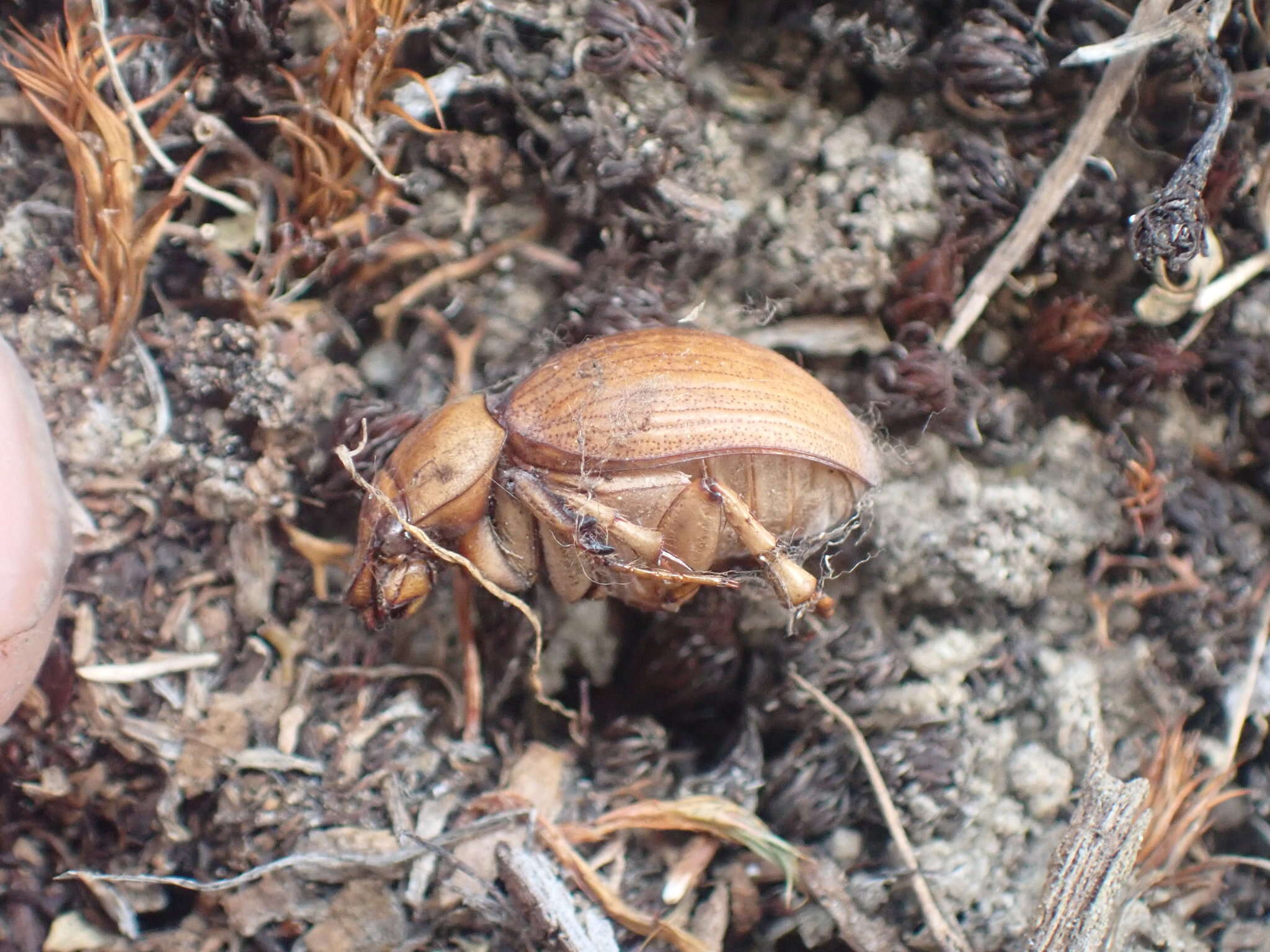 Image of Cromwell Chafer Beetle