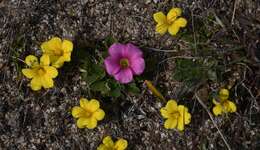 Image of Moraea fugacissima (L. fil.) Goldblatt