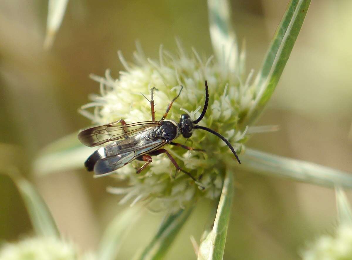 Episyron rufipes (Linnaeus 1758) resmi