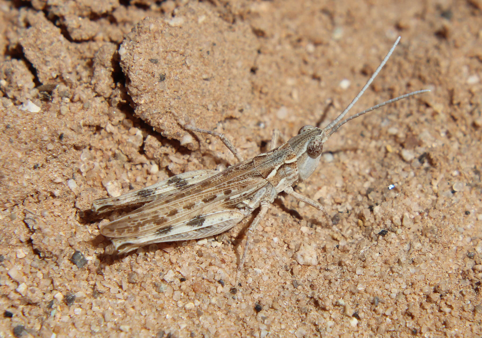 Cordillacris occipitalis (Thomas & C. 1873)的圖片