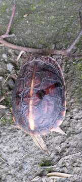 Image of Yellow-margined Box Turtle