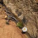 Pappochroma stellatum (Hook. fil.) G. L. Nesom resmi