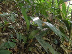 Image of Dracaena aubryana Brongn. ex É. Morren