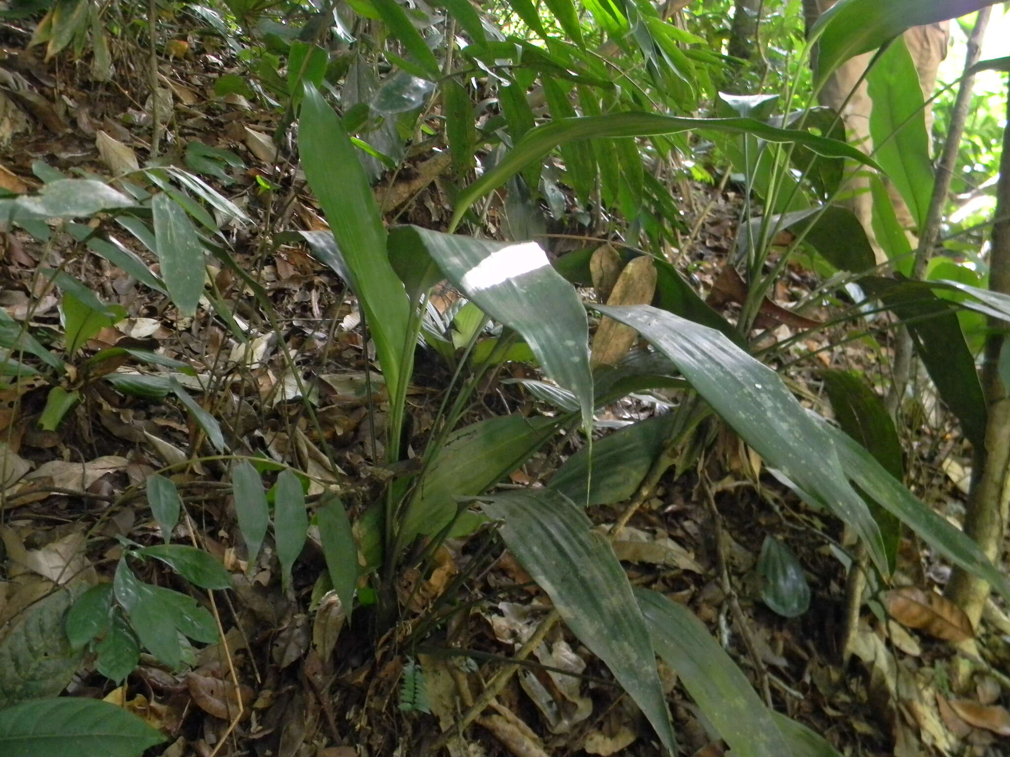 Image of Dracaena aubryana Brongn. ex É. Morren