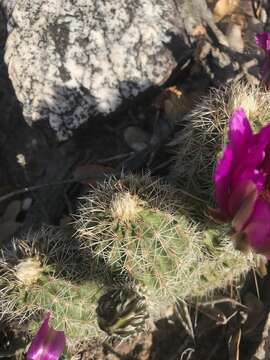 Image of Echinocereus bonkerae subsp. bonkerae